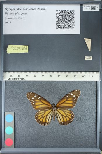 Media type: image;   Entomology 165040